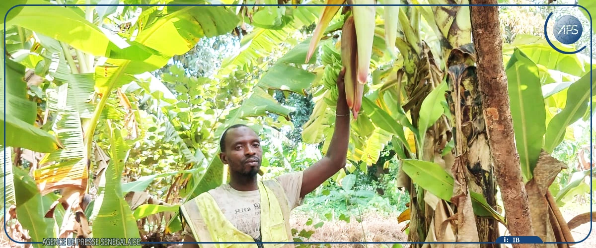 La filière banane du Boudié : potentiel économique et défis structurels
