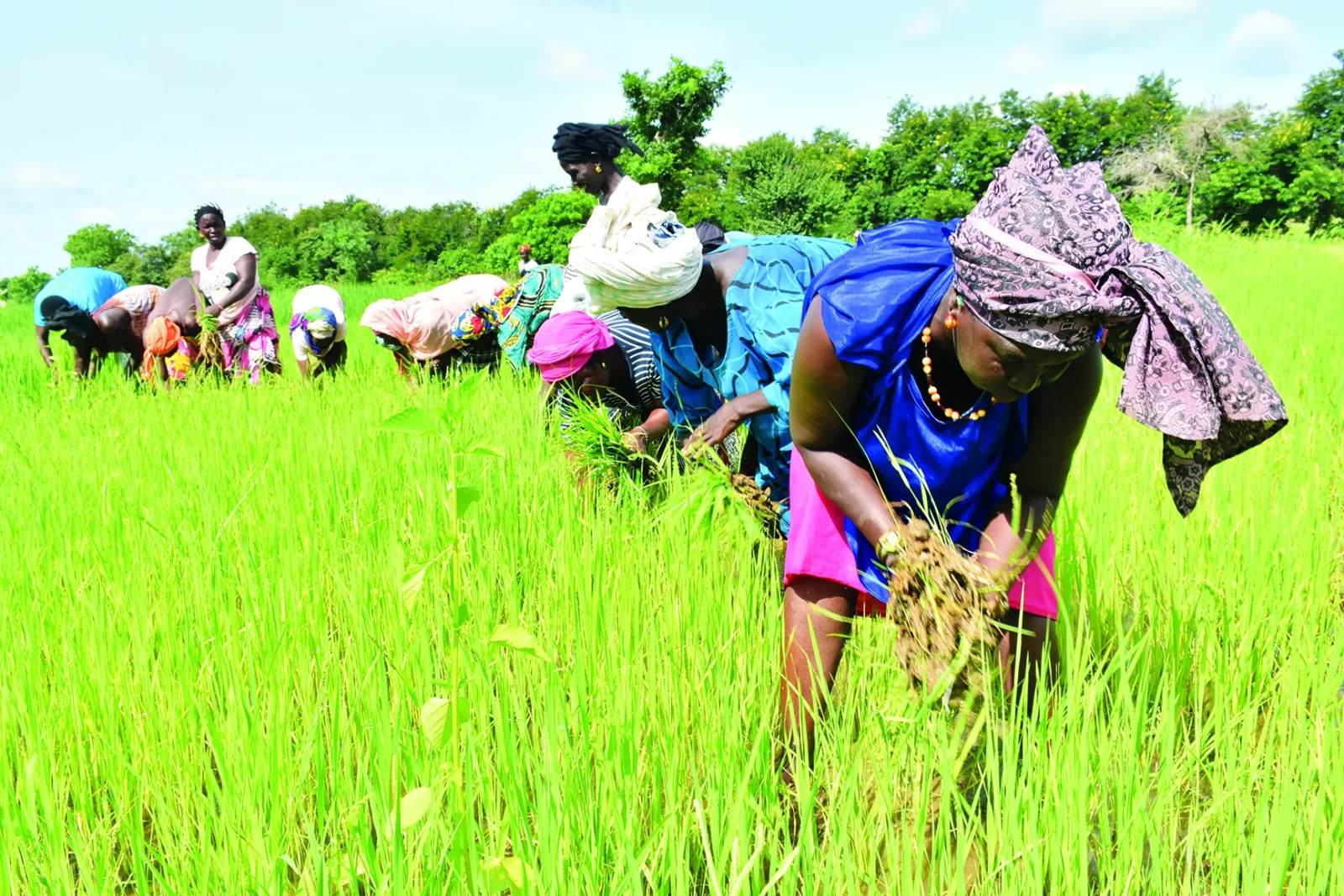 Sénégal : 3,2 milliards FCFA de transferts pour 16 037 ménages agricoles
